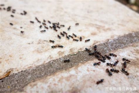 中銀大廈死亡 突然有很多螞蟻